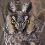 image of bird