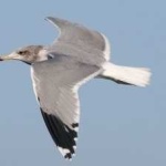image of bird