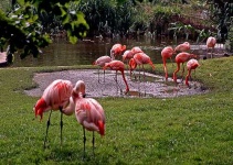 image of flamingo