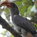 image of bird
