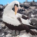 image of masked_booby