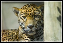 image of jaguar_car
