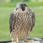 image of bird