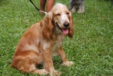 image of animal