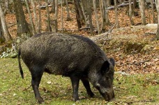 image of wild_boar