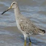 image of bird