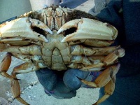image of dungeness_crab