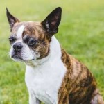 image of boston_terrier #10