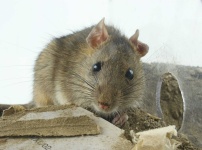 image of rat #26