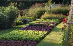 image of garden