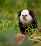 image of marmoset