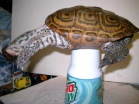 image of terrapin