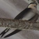 image of bird