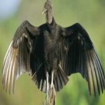 image of bird