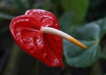 image of anthurium #22