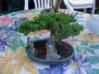 image of bonsai #0