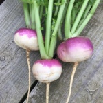 image of turnip #15