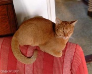 image of abyssinian #6