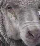 image of animal