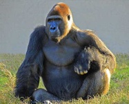 image of gorilla #10