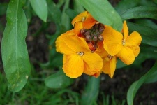 image of flower