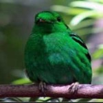 image of bird