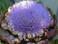 image of artichoke_flower #60