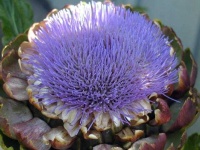 image of flower