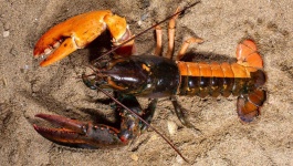image of animal