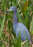 image of little_blue_heron