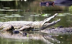 image of crocodile