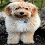 image of animal