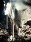 image of animal