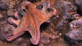 image of octopus