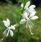 image of flower