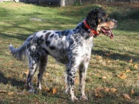 image of english_setter