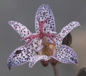 image of flower