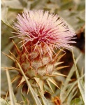 image of cardoon
