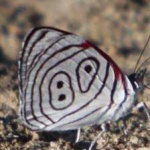 image of animal