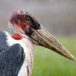 image of bird