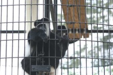 image of colobus #11