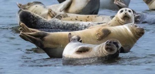 image of animal