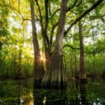image of swamp
