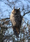 image of animal