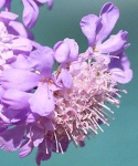 image of flower