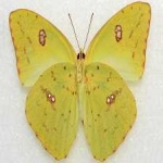 image of animal