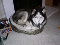image of siberian_husky