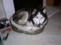 image of siberian_husky #1