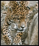 image of jaguar_car