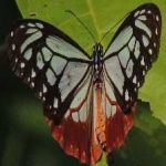 image of animal